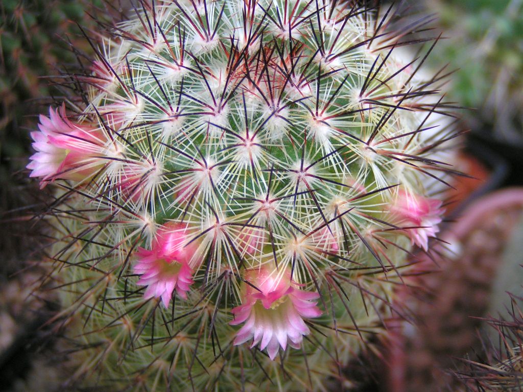 Mammillaria miroheliopsis